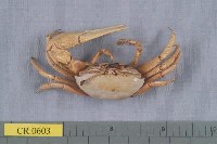 藏品(弧邊管招潮蟹)的圖片